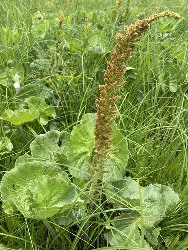 Gunnera perpensa image