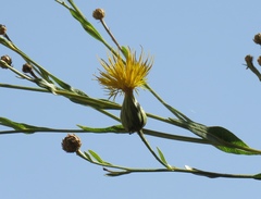 Centaurea behen