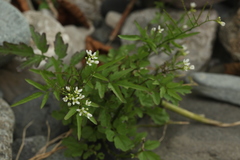 Cardamine pectinata