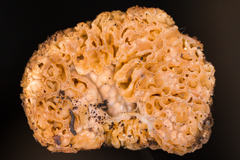Gautieria morchelliformis