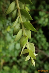 Metrosideros colensoi