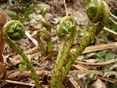 Athyrium filix-femina