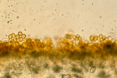 Gautieria morchelliformis