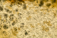 Gautieria morchelliformis