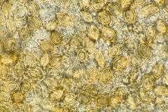 Gautieria morchelliformis