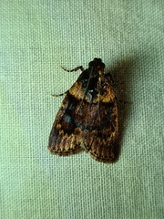 Araeopaschia