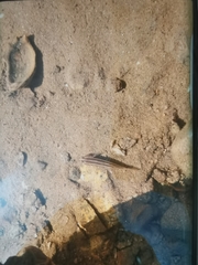 Tridentiger trigonocephalus