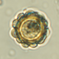 Gautieria morchelliformis