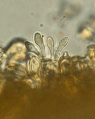 Gautieria morchelliformis
