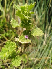 Pseudodictamnus africanus