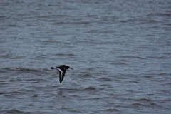 Haematopus ostralegus