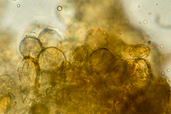 Gautieria morchelliformis