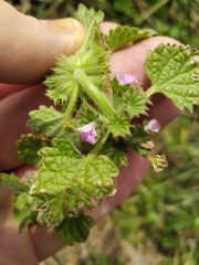 Pseudodictamnus africanus