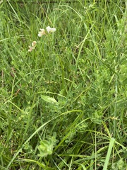 Lotus discolor