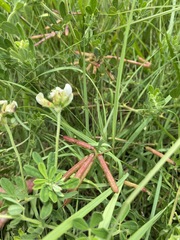 Lotus discolor