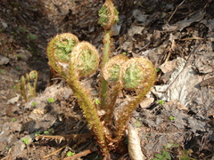Dryopteris filix-mas