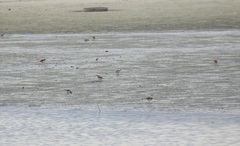 Charadrius hiaticula tundrae