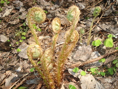Dryopteris filix-mas