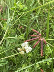 Lotus discolor