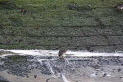Calidris maritima