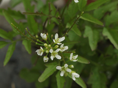 Cardamine pectinata