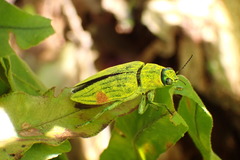 Chrysodema pyrostictica