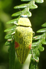 Chrysodema pyrostictica