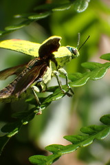 Chrysodema pyrostictica