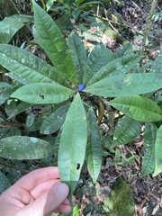 Symplocos cyanocarpa