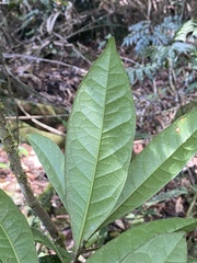 Symplocos cyanocarpa
