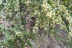 Acacia howittii