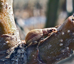 Sciaphobus squalidus