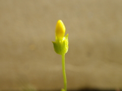 Cicendia quadrangularis