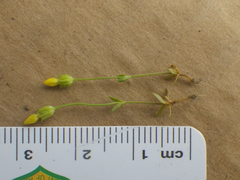 Cicendia quadrangularis