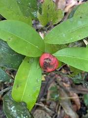 Ixora biflora