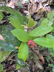 Ixora biflora