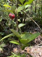 Ixora biflora
