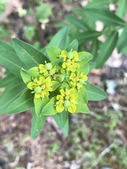Euphorbia oblongata