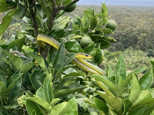 Common Tree Snake sighting