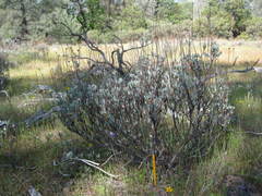 Eriogonum prattenianum