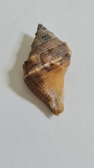 Stramonita brasiliensis