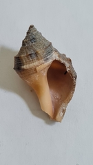 Stramonita brasiliensis