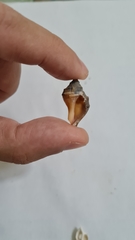 Stramonita brasiliensis