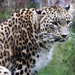 Persian Leopard - Photo (c) linda, some rights reserved (CC BY)