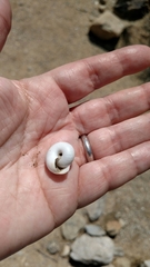 Sonorelix borregoensis