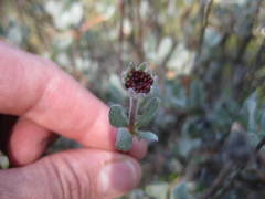 Eriogonum prattenianum