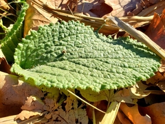 Borago officinalis