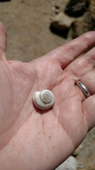 Sonorelix borregoensis