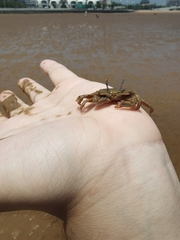 Macrophthalmus