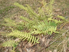 Polypodium vulgare